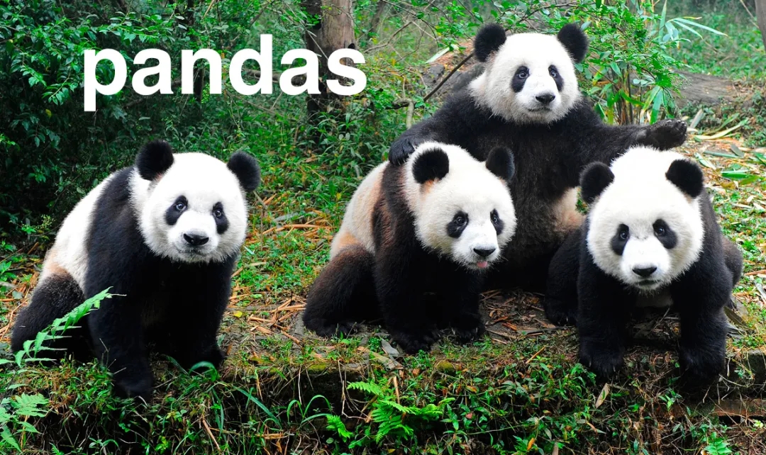 Pandas